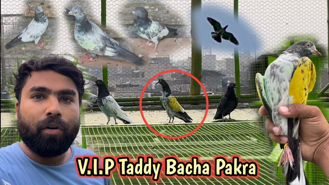 V.I.P Taddy Bacha Pakra 🤗