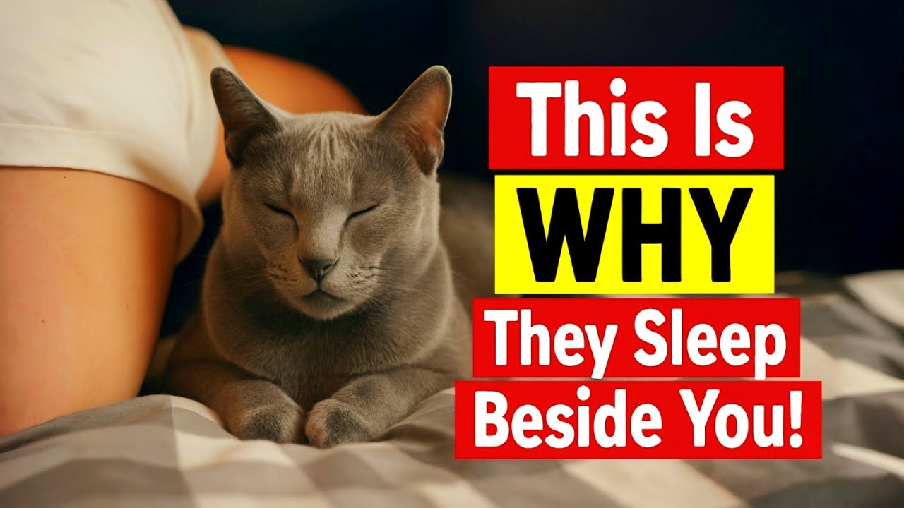 Why Your Cat Chooses to Sleep Beside You &ndash; The Secret Explained!