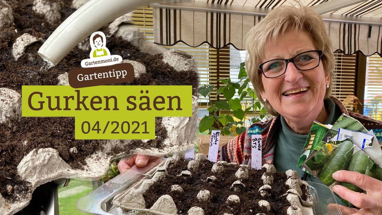 Gurken ansäen im April - Salatgurken in Eierschachteln vorziehen