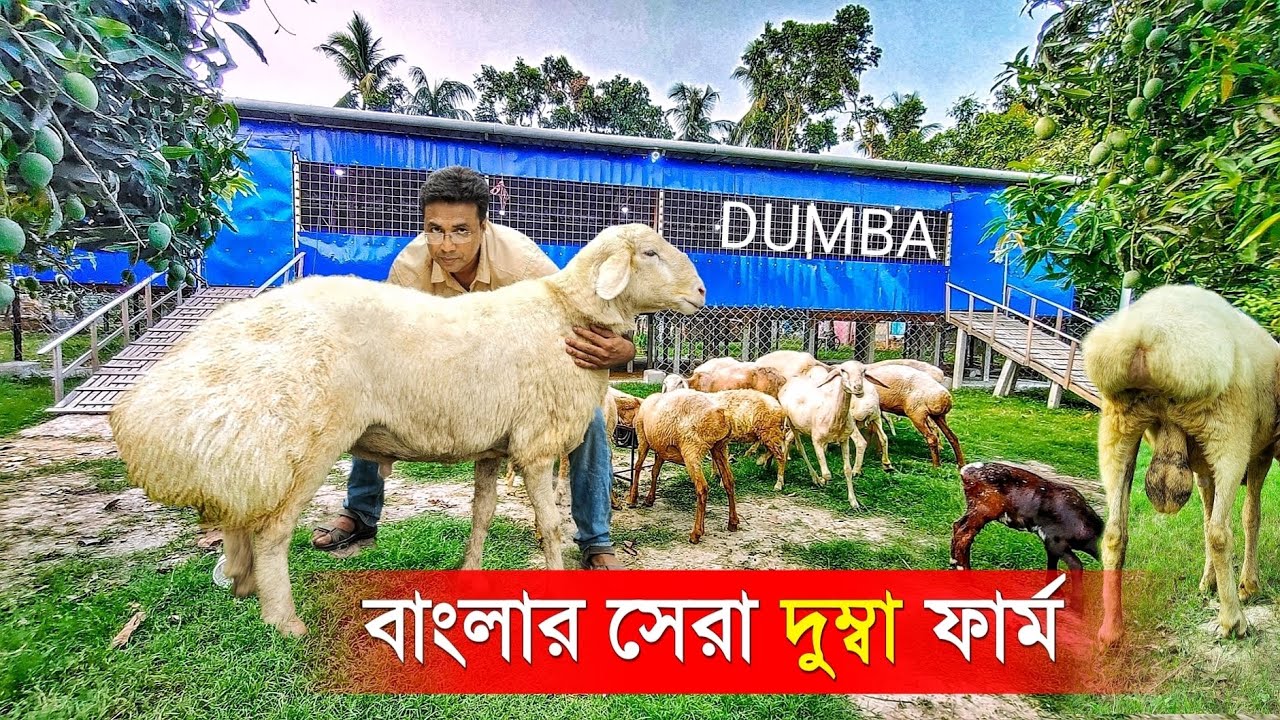 বাংলার সেরা দুম্বা ফার্ম | Best DUMBA farm in West Bengal | Dumba Farming | Goat Farming