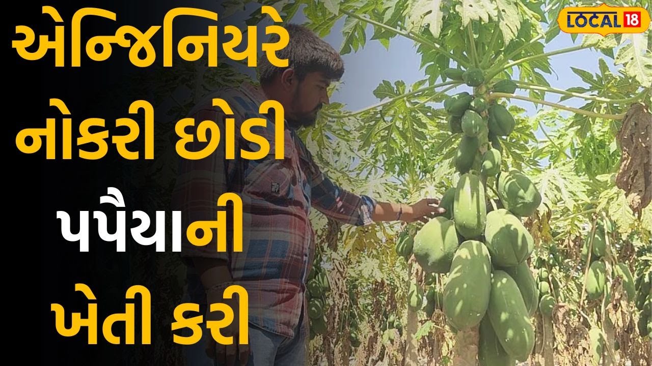 Papaya farming: એન્જિનિયર યુવાને નોકરી છોડી પપૈયાની ખેતી કરી, વાર્ષિક 36 લાખની કમાણી | Local18