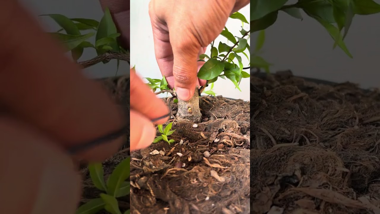 Mai chiếu thuỷ siêu mini - AE xem vui