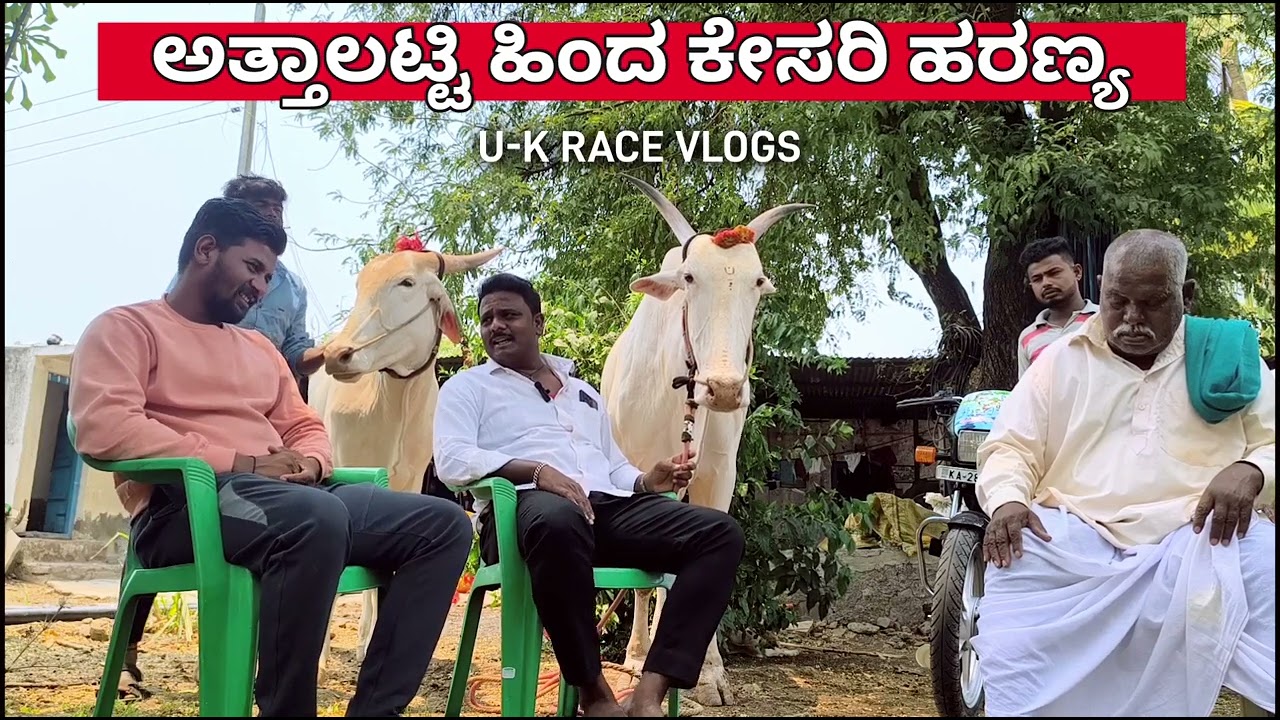 ಅತ್ತಾಲಟ್ಟಿ ಹರಣ್ಯ ಎತ್ತಿನ ಸಂದರ್ಶನ | Attalatti haranya interview | अताळटि बुंद बैल मुलाकात.