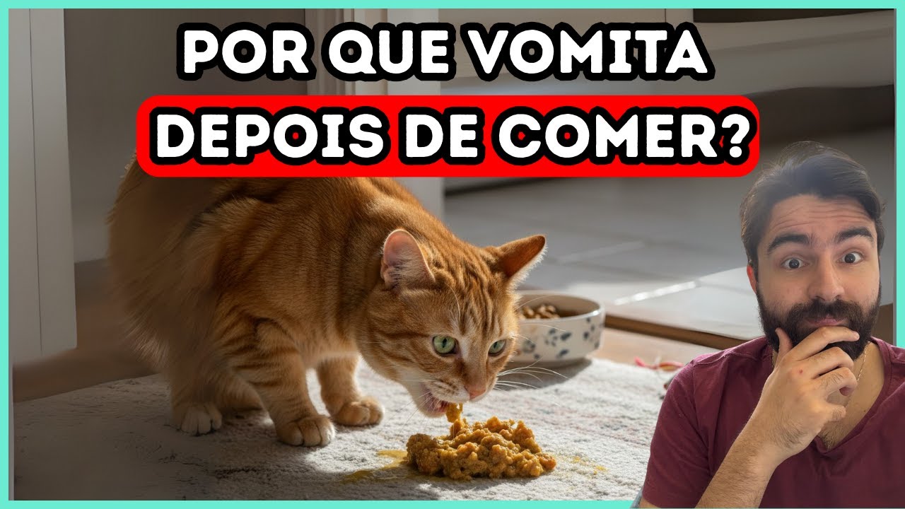 Se o Seu Gato VOMITA Horas Depois de Comer, Significa ISSO!