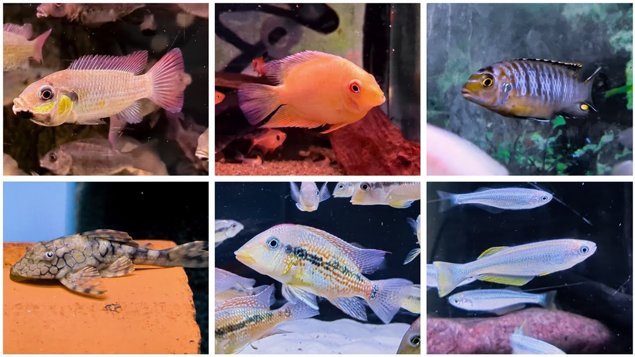 Nols Akvariehobby, fredagsklipp V. 10, 2026 - 50% rabatt på utvalda ciklider!