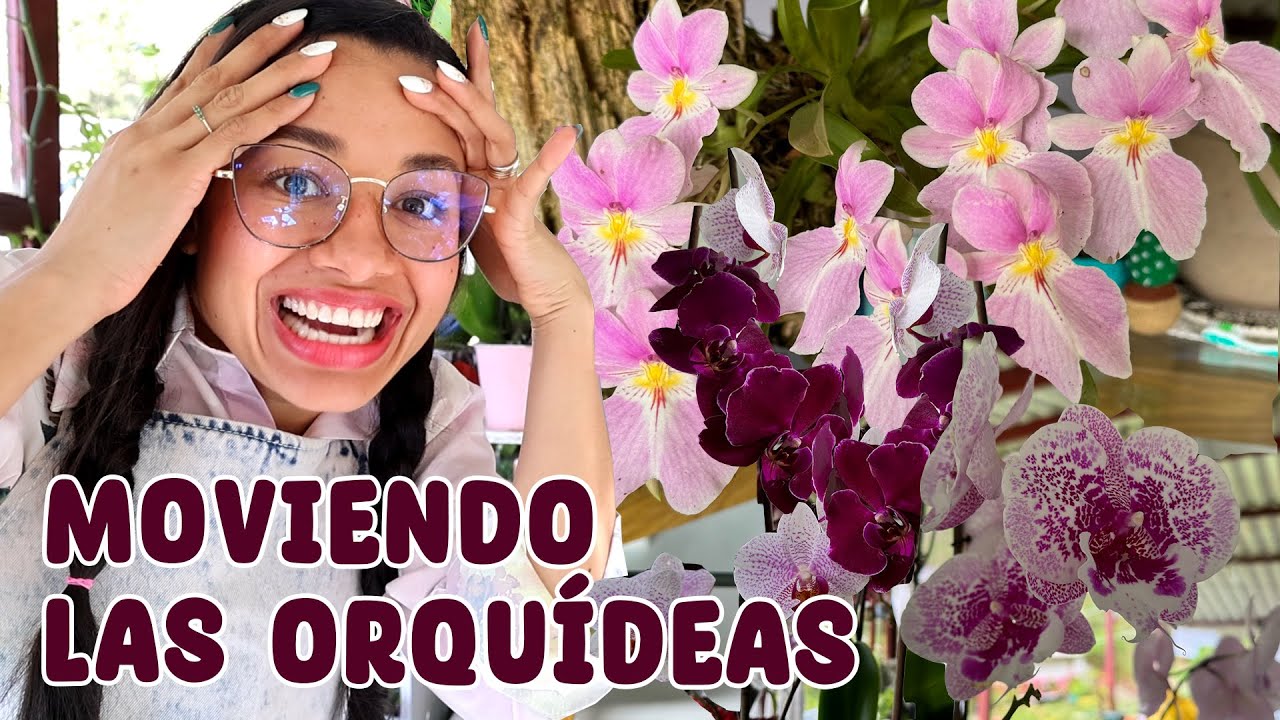 Tuve que mover las orquídeas de sitio porque esto les pasó │Candy Bu