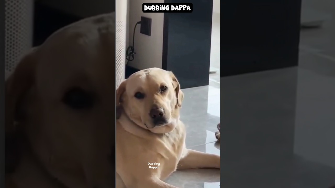 Morattu Family 🤣 #funny #cat #shorts #dog #shortsfeed #animals #dubbingdappa #catvideos #dogshorts