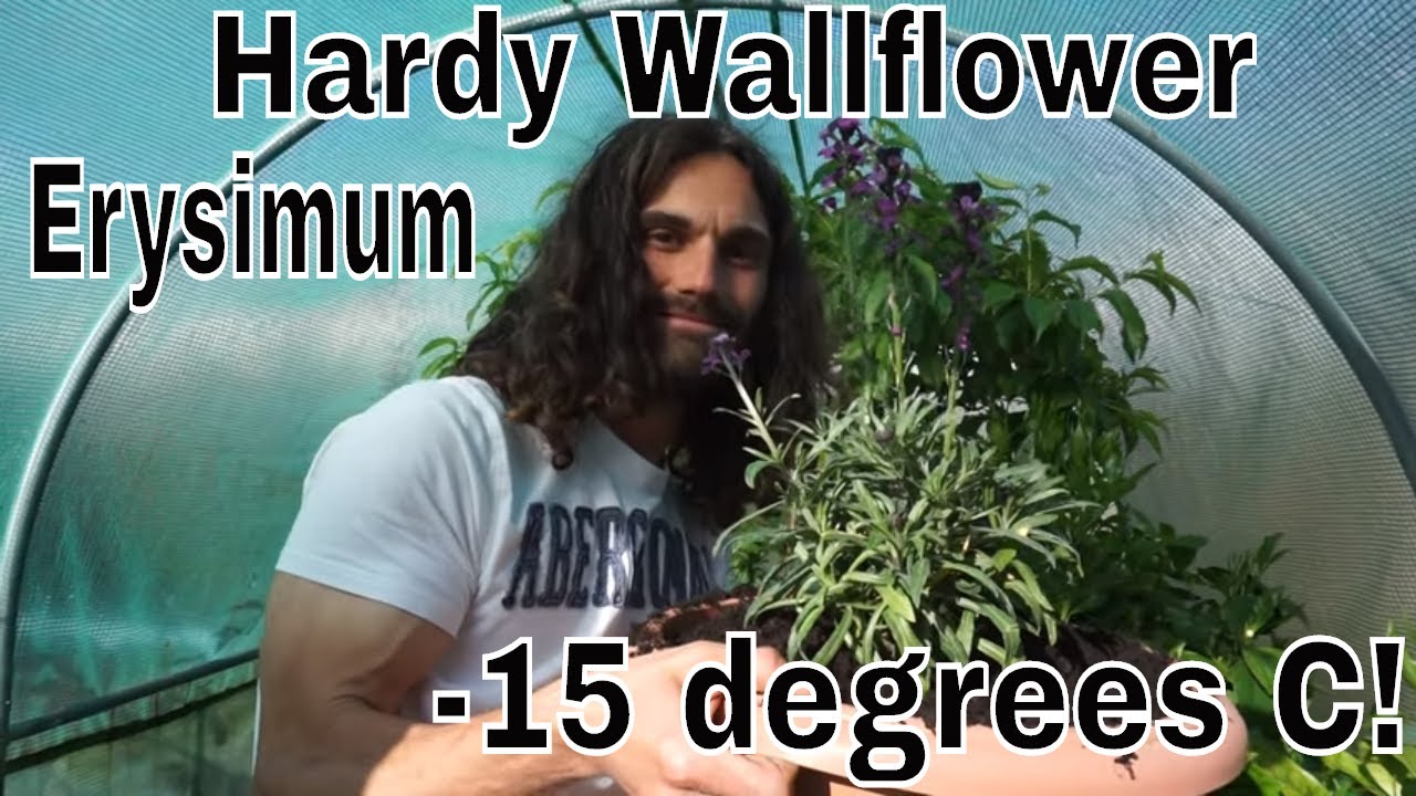 How to grow Wallflowers (Erysimum Linofolium) in containers.
