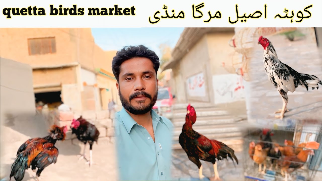 Quetta birds market | Quetta murga mandi