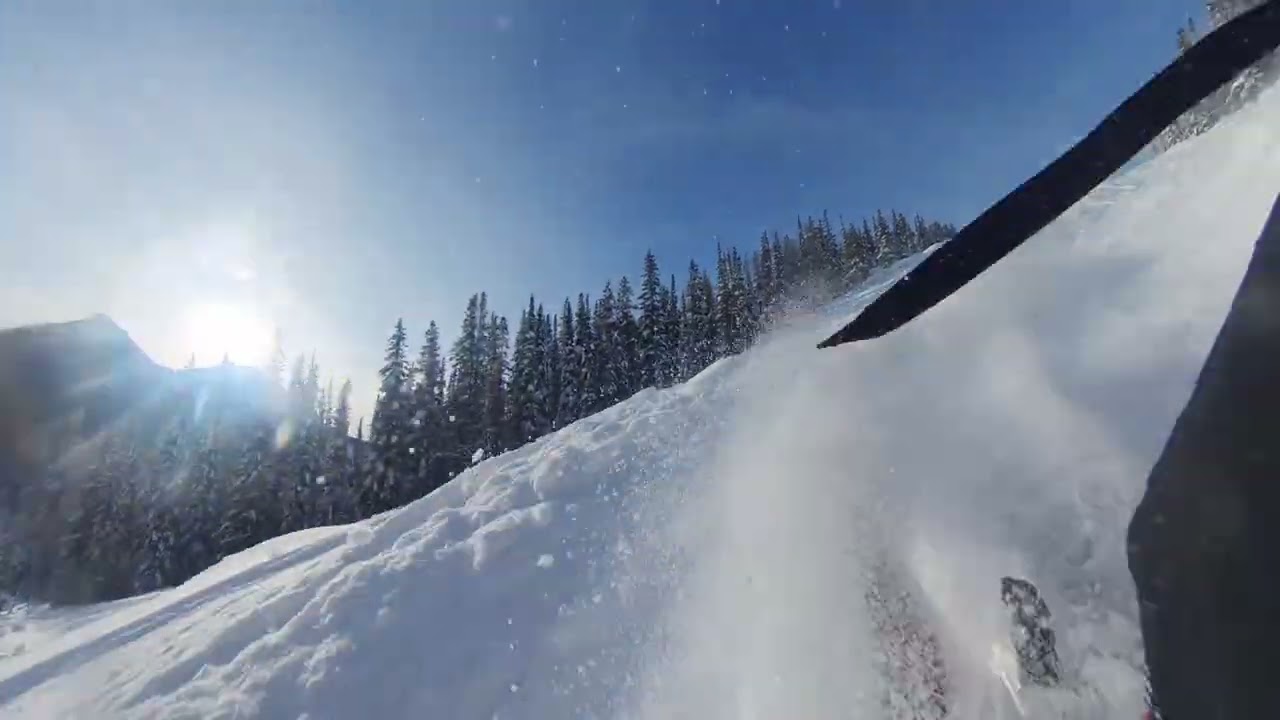 Roost Cam