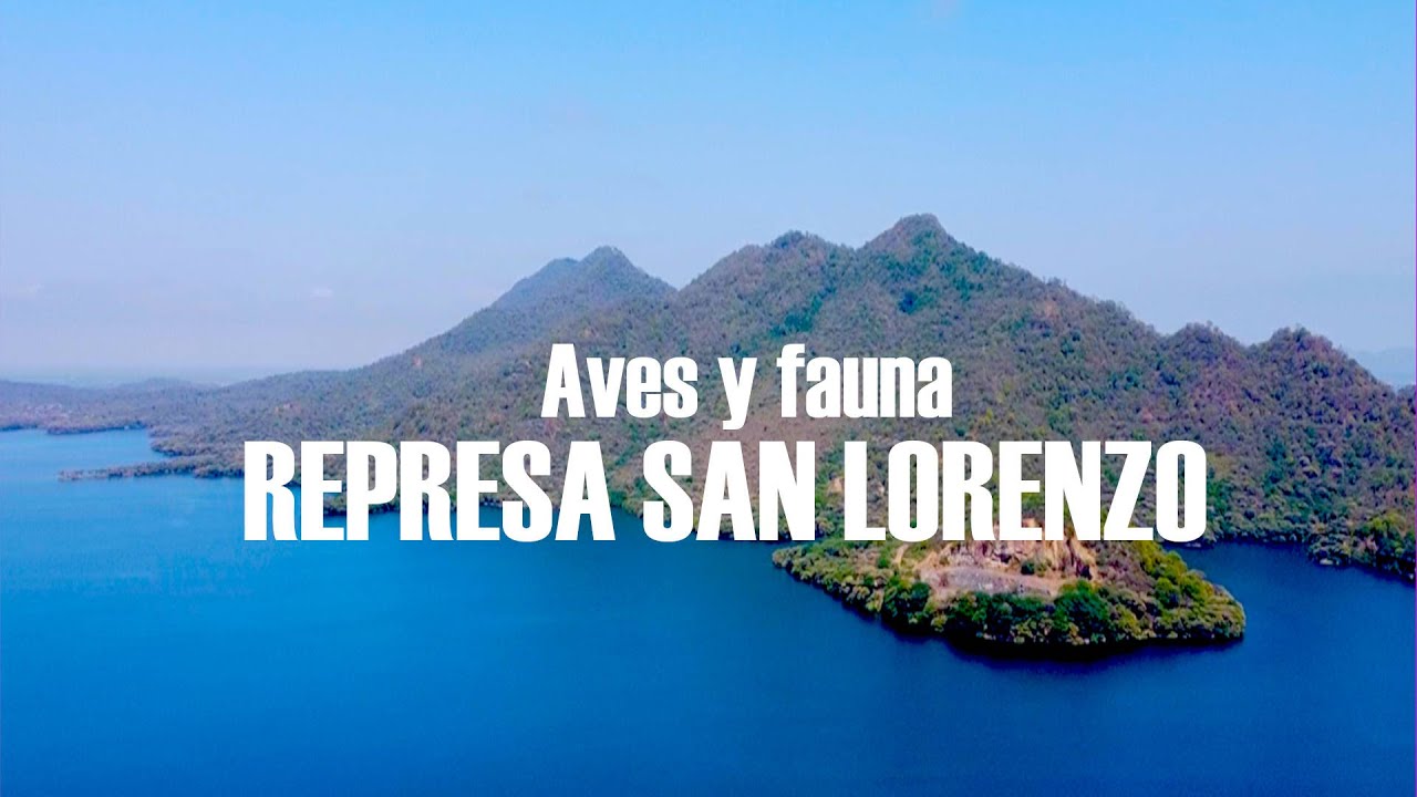Aves y fauna en la represa San Lorenzo - Las Lomas, Piura (Per&uacute;)