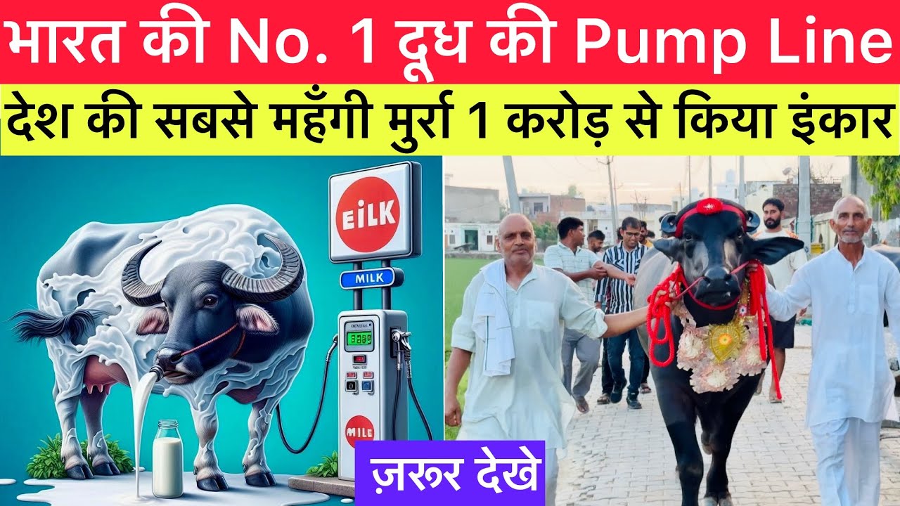 35 साल की कड़ी मेहनत से तैयार करी देश की सबसे महँगी मुर्रा 👉घर घर खोलेगा दूध के Pump SHERA FOJI ||