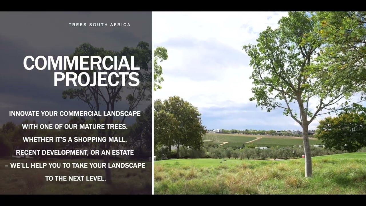 Trees South Africa, the Mature Tree Experts