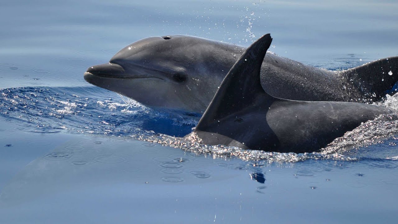 The Playful World of Common Dolphins | Ocean's Social Swimmers..