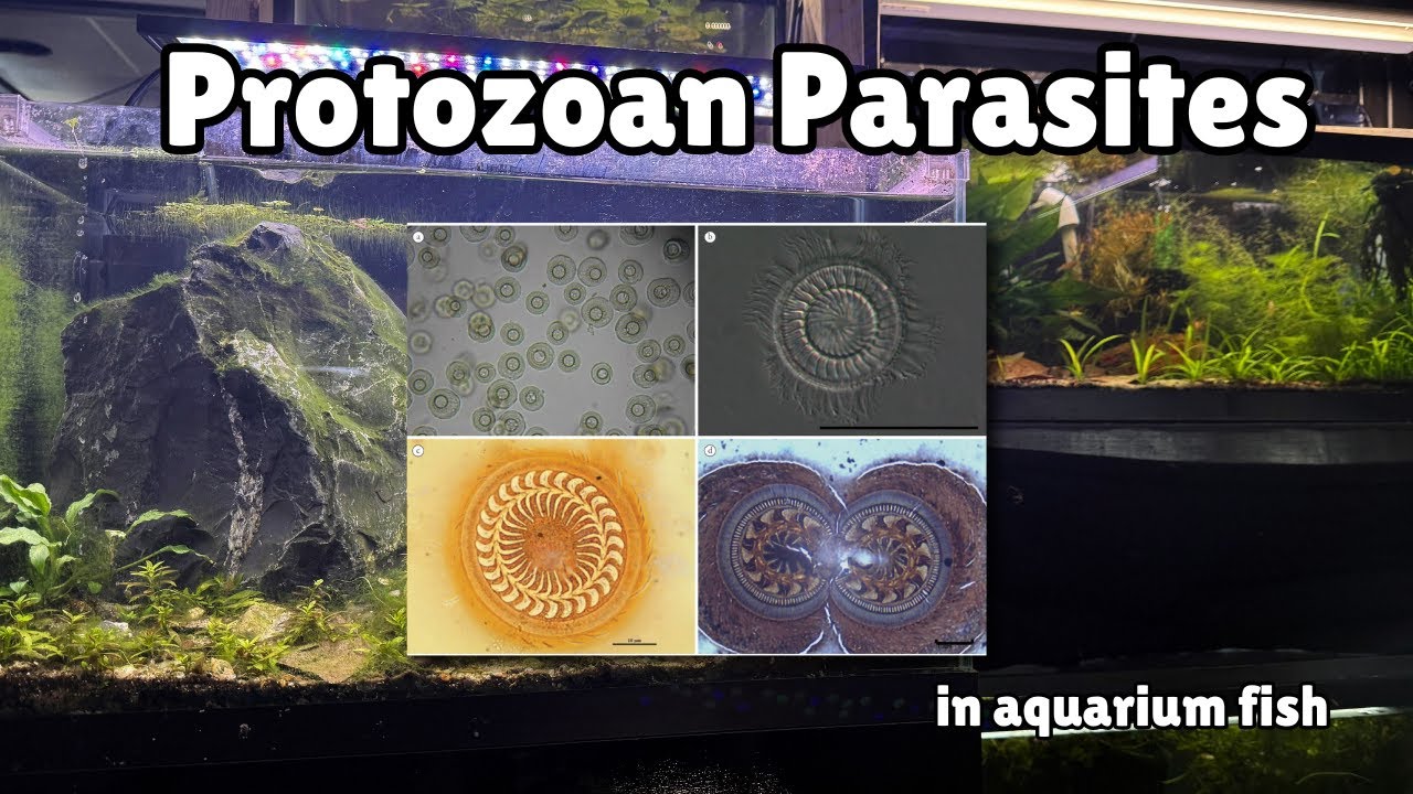 Protozoan Parasites! Life cycle, identification, treatment? Afternoon reading time.