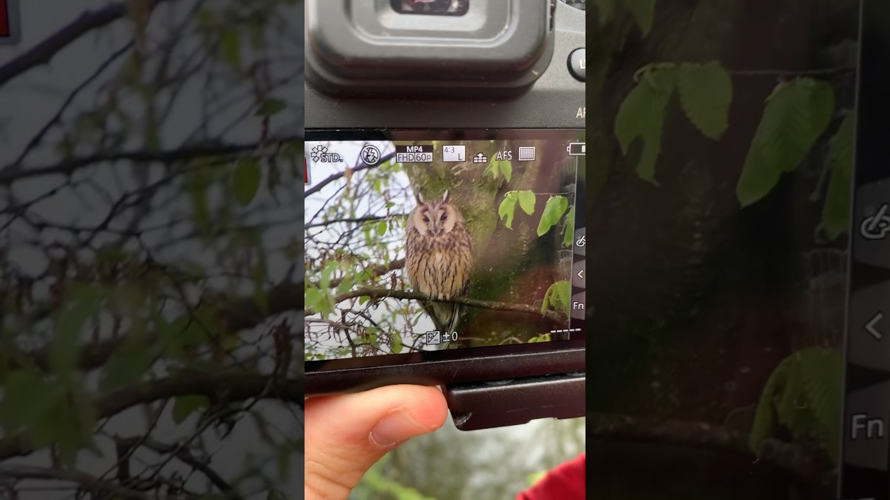 Long Eared Owl, Wageningen Netherlands, April 27, 2023