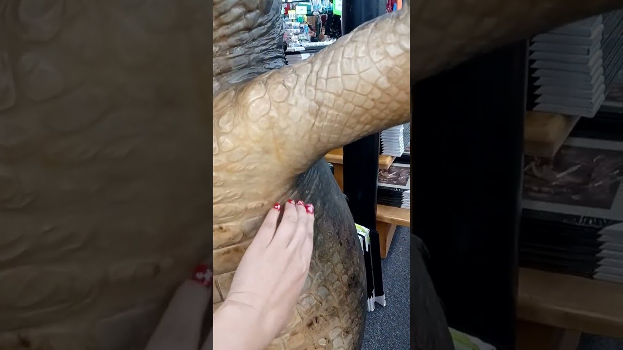 ♡ Tickling an Aligator Statue in America~! ♡ #gator #gators #aligators #aligator #tickling #tickle
