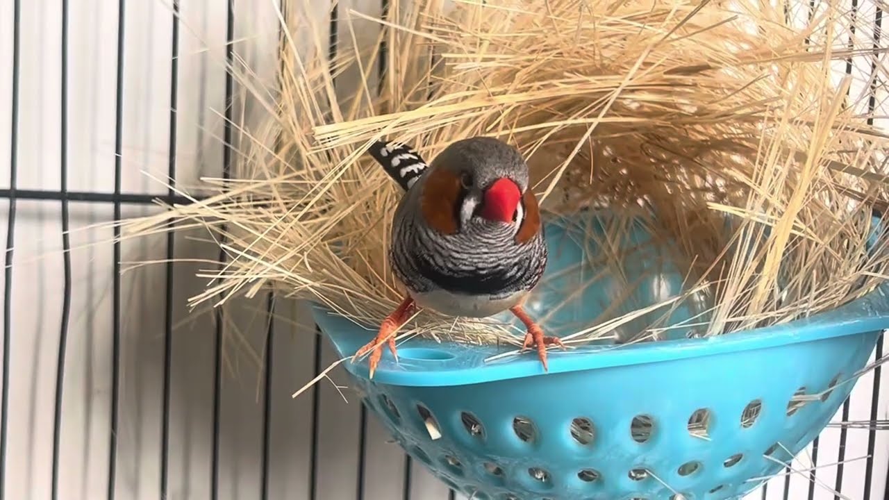 Zebra Finch making their nest style 😍