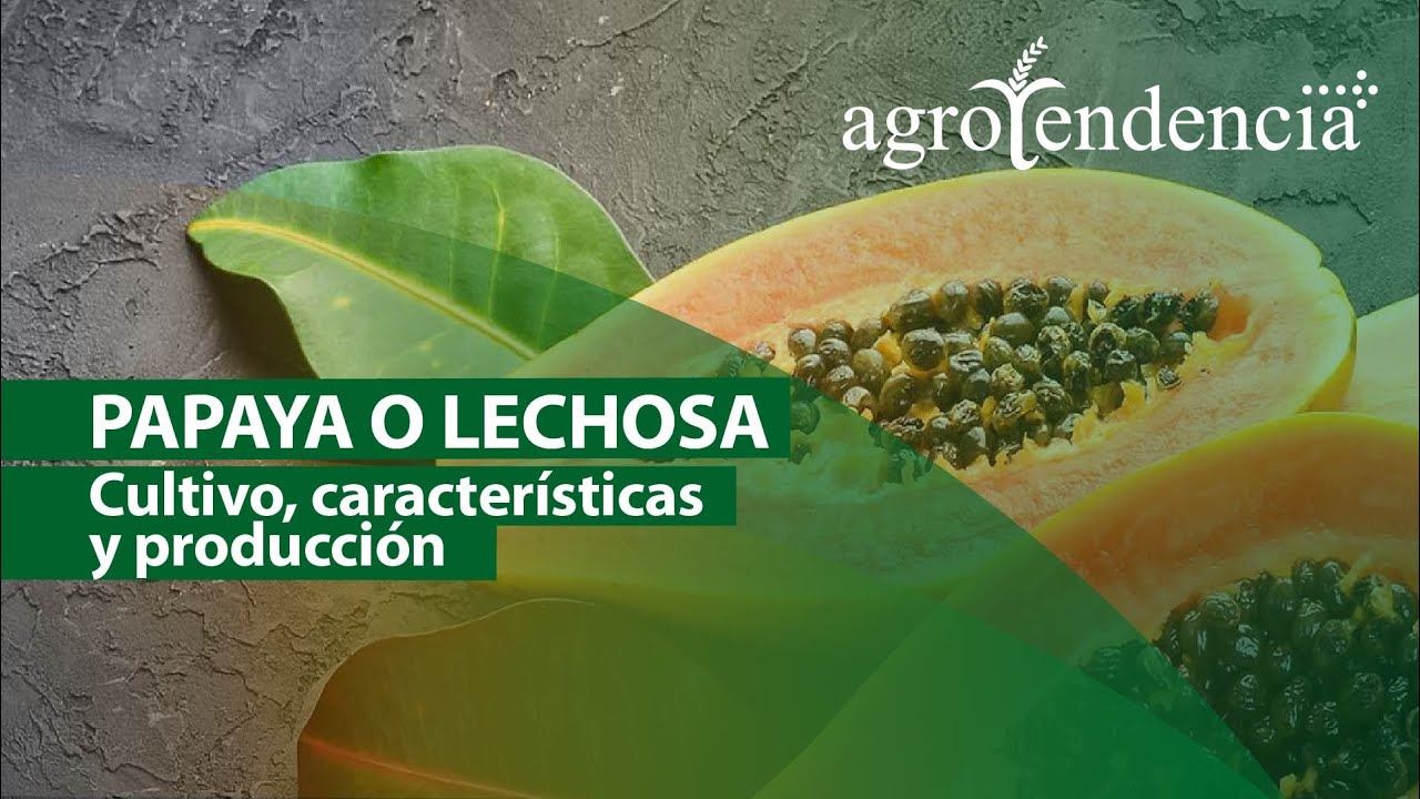 CULTIVO DE PAPAYA | Manejo agronómico del árbol de la buena salud
