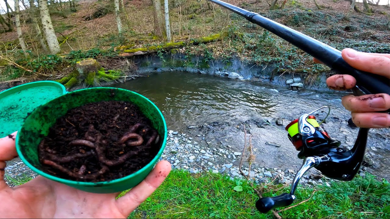 PÊCHE de la TRUITE en RUISSEAU au VER DE TERRE ! (Pêche de la truite au toc vers)