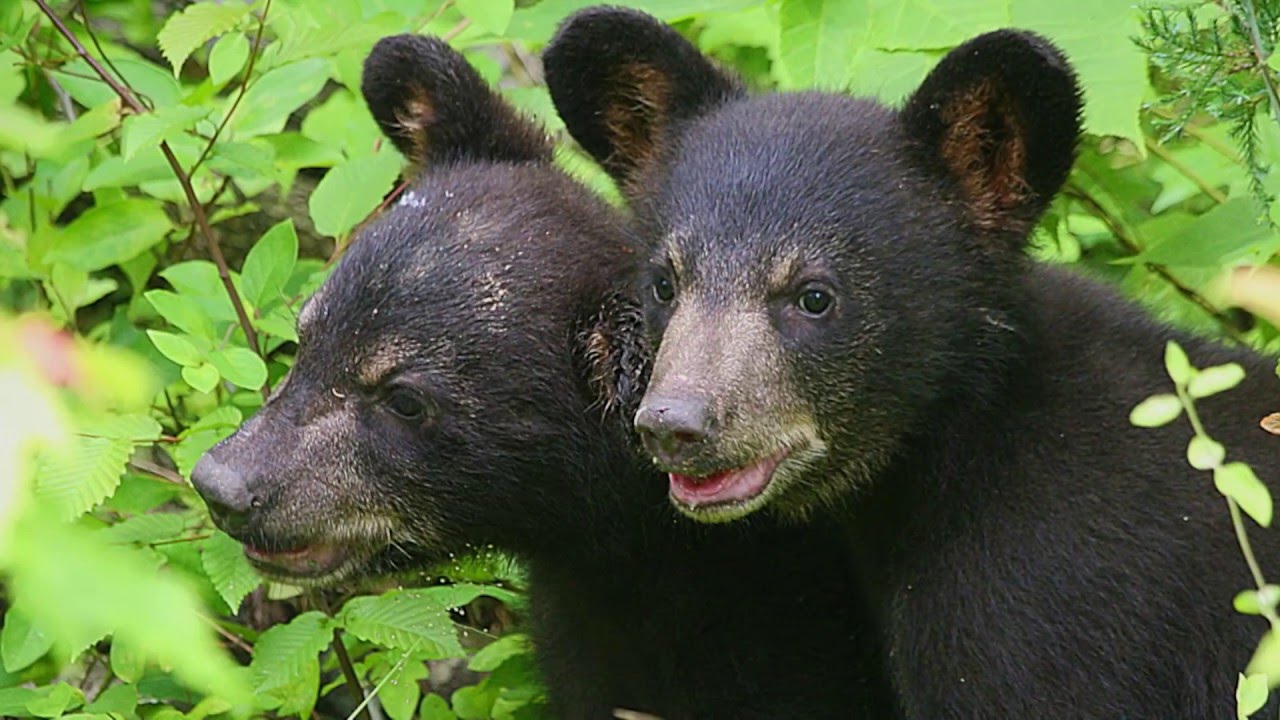 Welcome to Appalachian Bear Rescue!