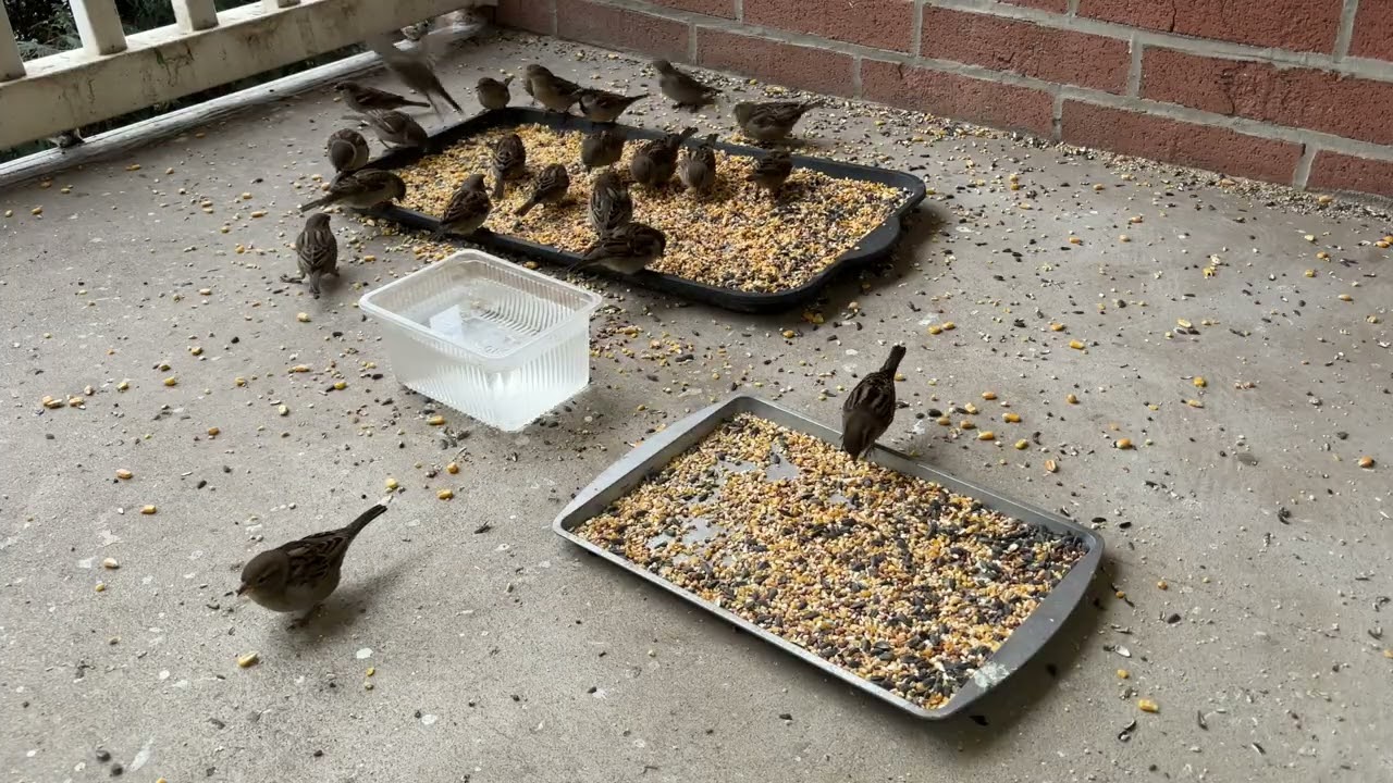#Day11 - Squirrel and sparrows eating together peacefully.