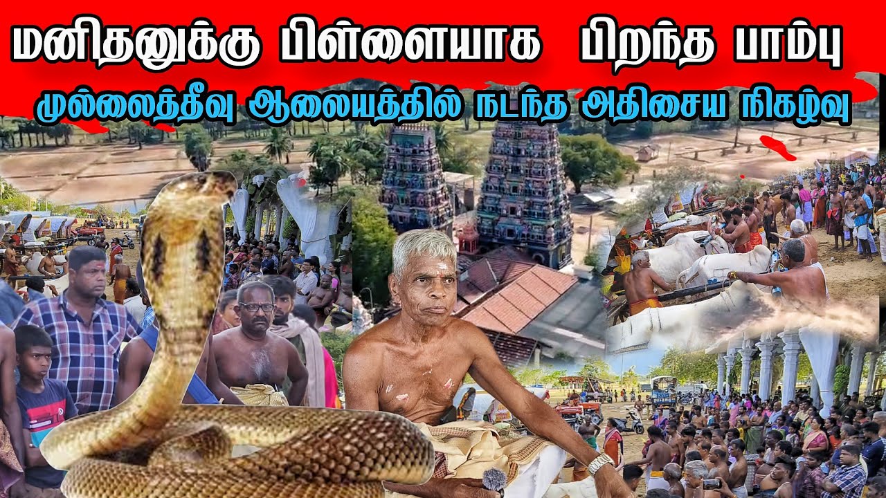 🛑புளியம்பொக்கணை நாகதம்பிரான் அதிசையம்  | மனிதனுக்கு பிறந்த பாம்பு