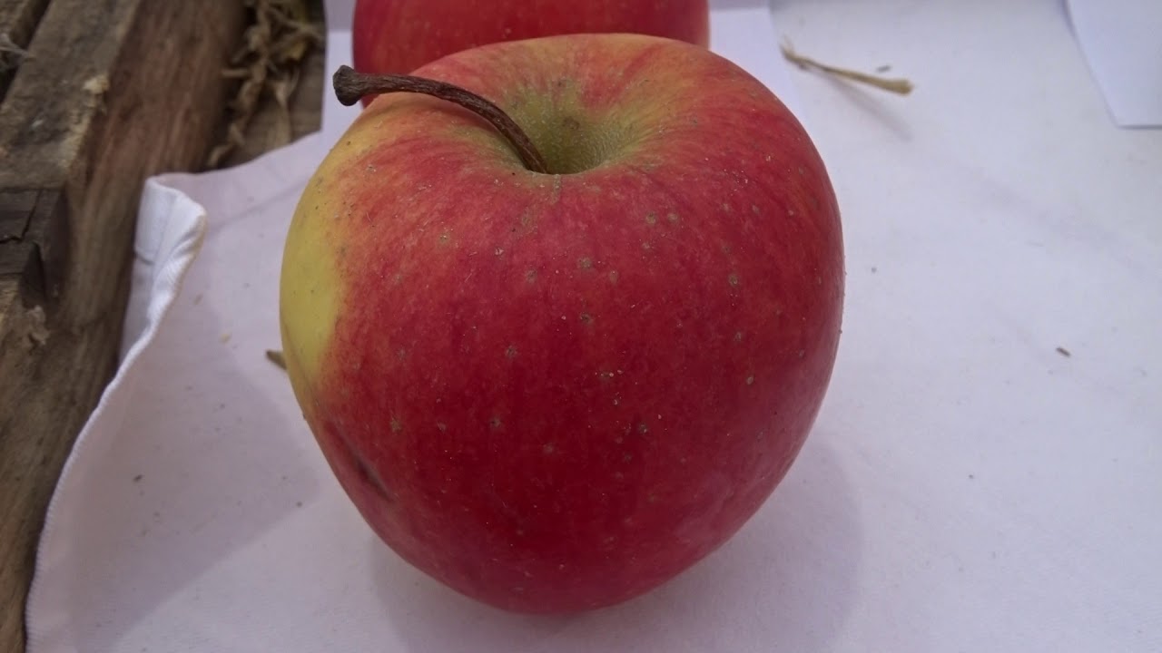 Malus var. Pinova