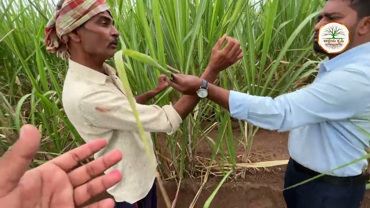 🚜 ಸಕ್ಕರೆ ಕಬ್ಬಿನ ಹೆಚ್ಚು ಉತ್ಪಾದನೆಗೆ ಹೊಸ ತಂತ್ರ! ರೈತರು ತಪ್ಪದೇ ನೋಡಿ 🌾
