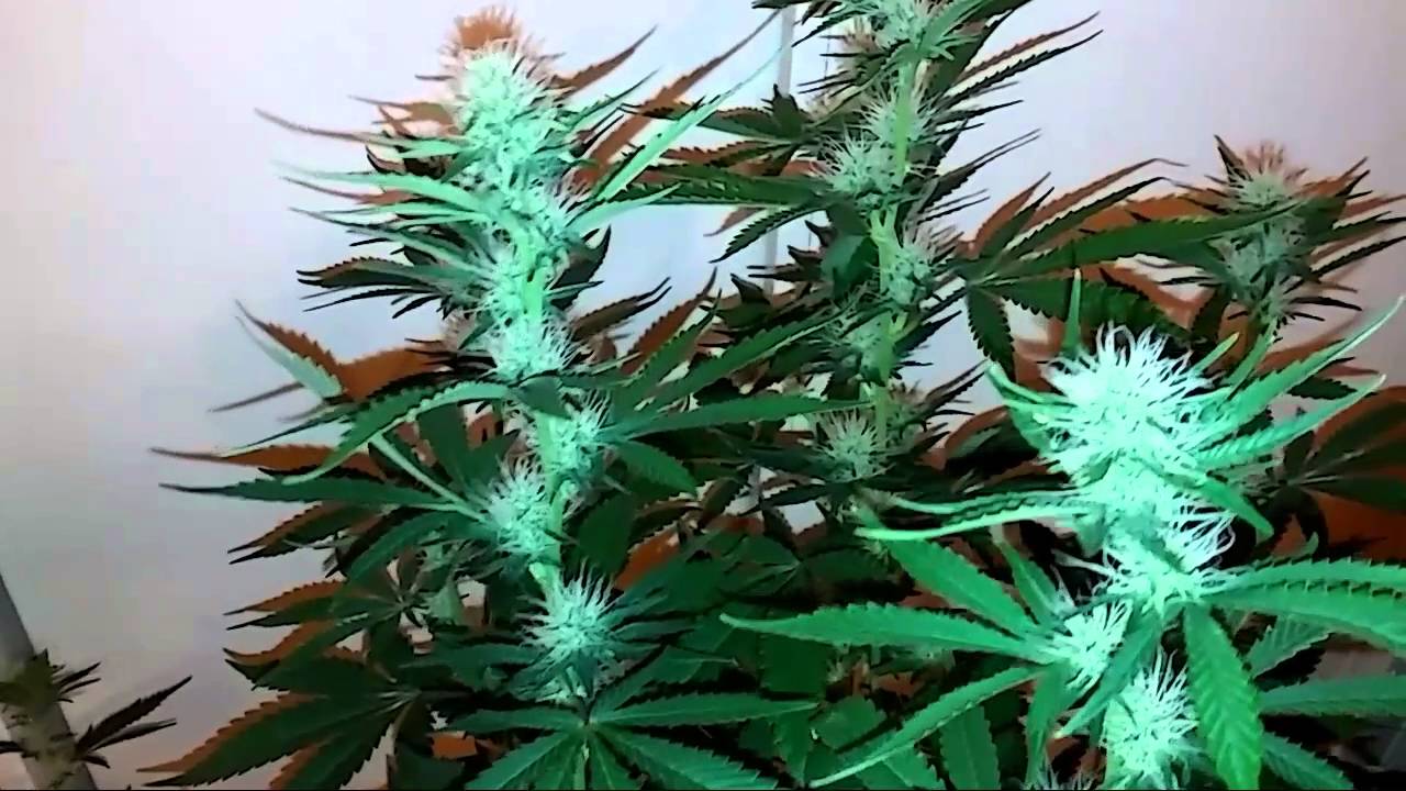 Week 3 flowering