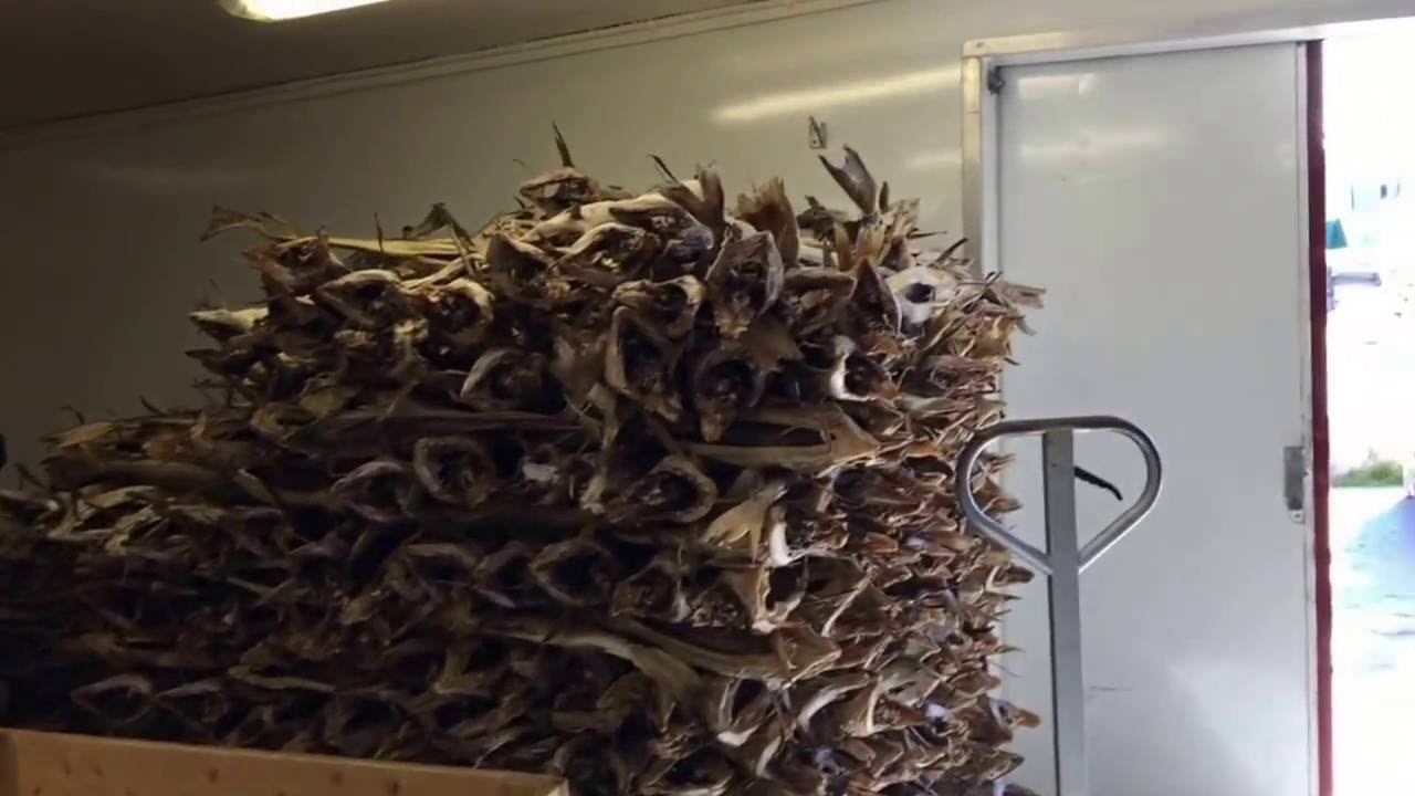 Sortering av tørrfisk (vraking)