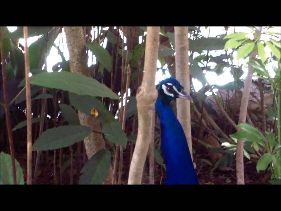 Discovery Cove Aviary