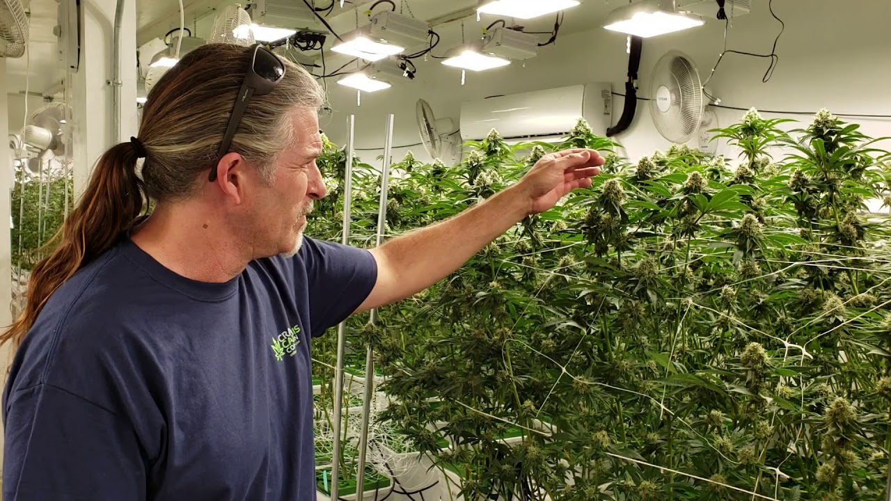 Master grower and Master plant