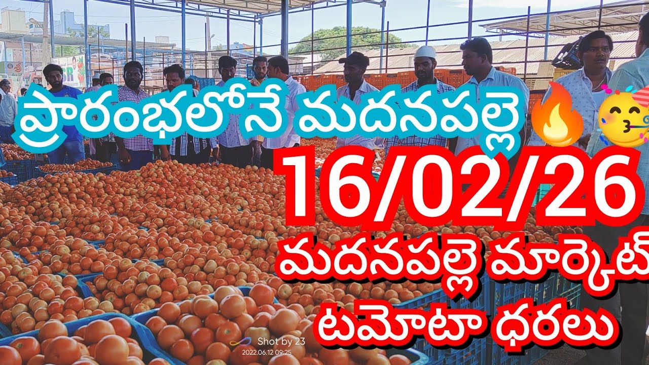 16-02-26 Madanapalle Tomato Market price Today || Today Tomato Market Rate in Madanapalle #today