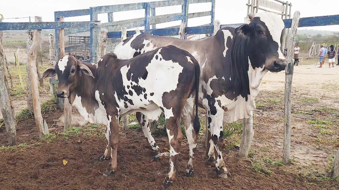 FEIRAB DO GADO EM CRUZES-PE  09-02-2026 #nordeste