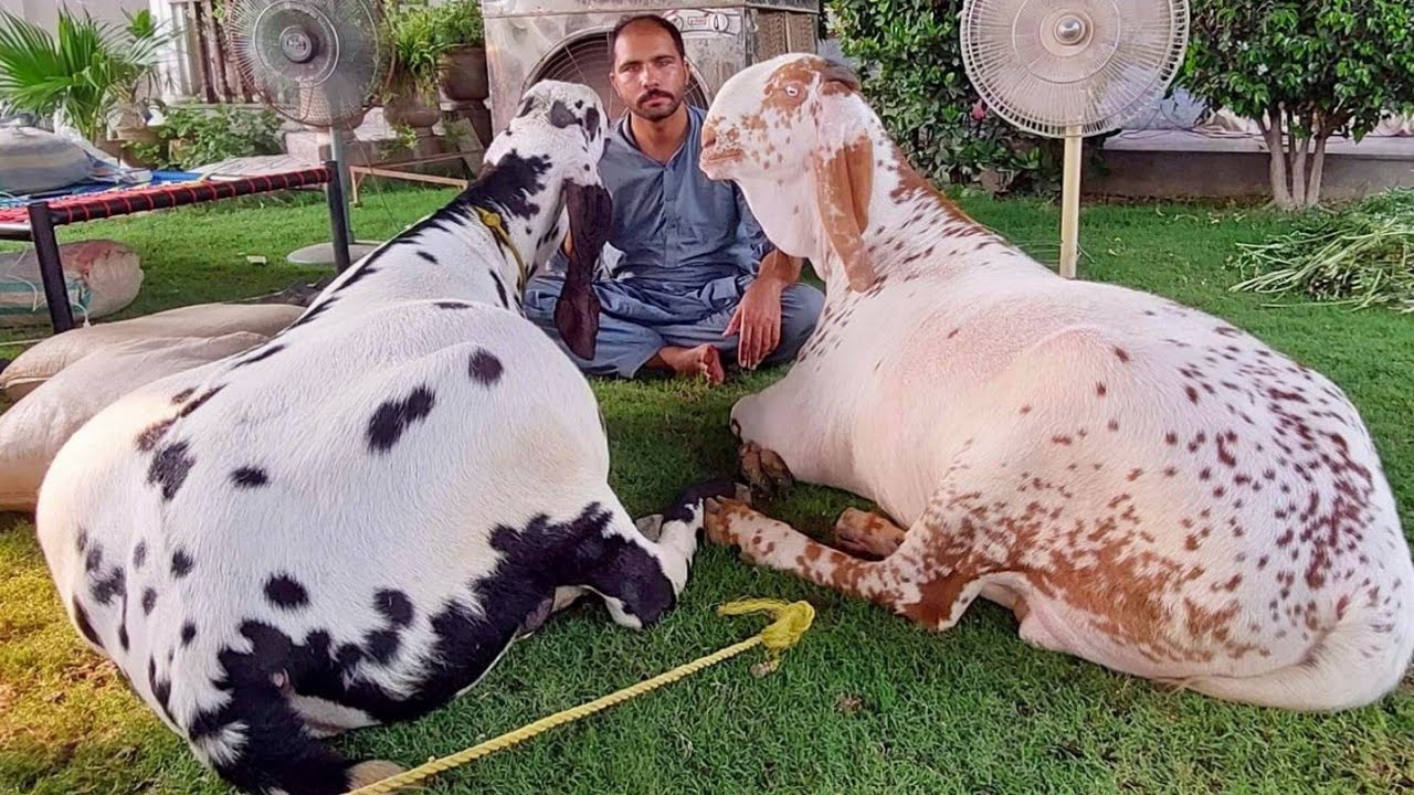 Giant Goat Breeding Wanda | Complete Documentary
