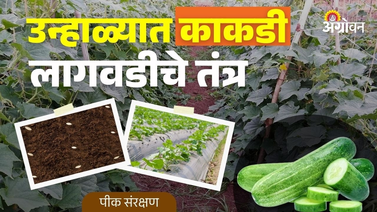 Cucumber Cultivation: उन्हाळ्यात काकडीची लागवड कशी करावी? | Agrowon