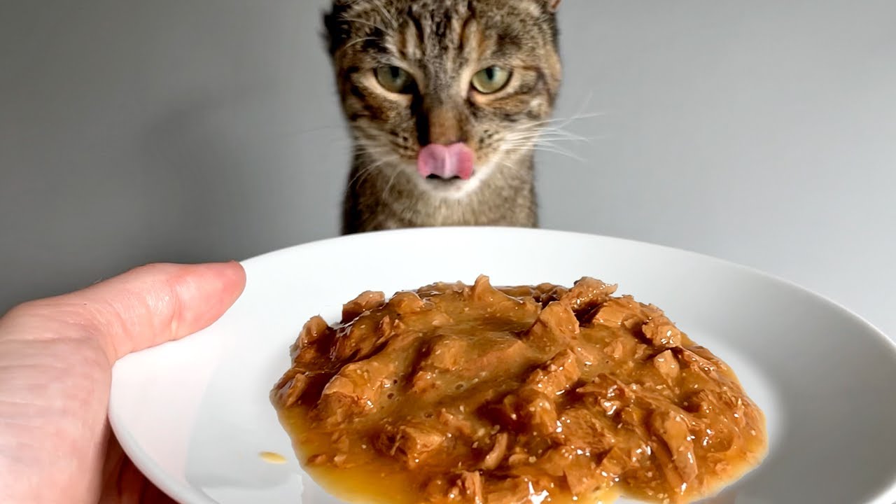 Cat Eating Turkey Tender Pieces in Gravy | ASMR 🎧
