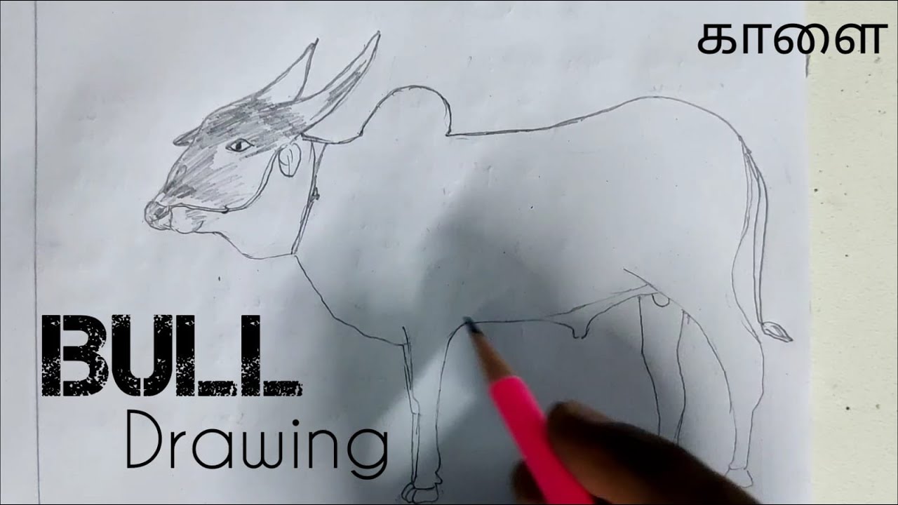 How to draw a Bull | நாட்டு மாடு | காளை | Pencil pen art | 2022 !