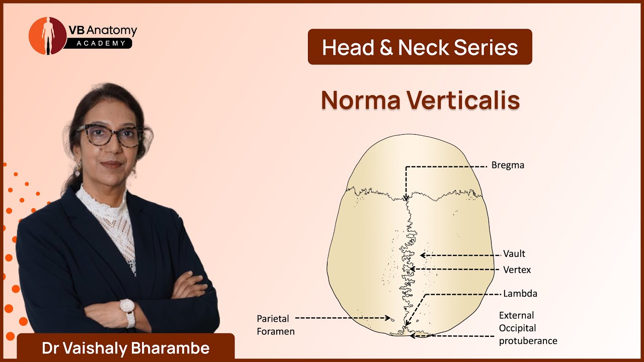 Norma Verticalis: Dr. Vaishaly Bharambe #anatomy