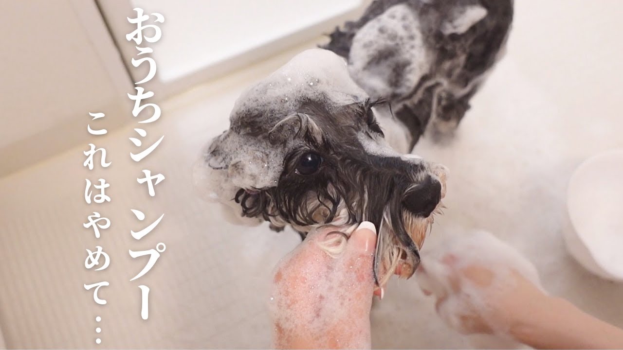 犬のシャンプーで気をつけるポイント【シュナウザー】