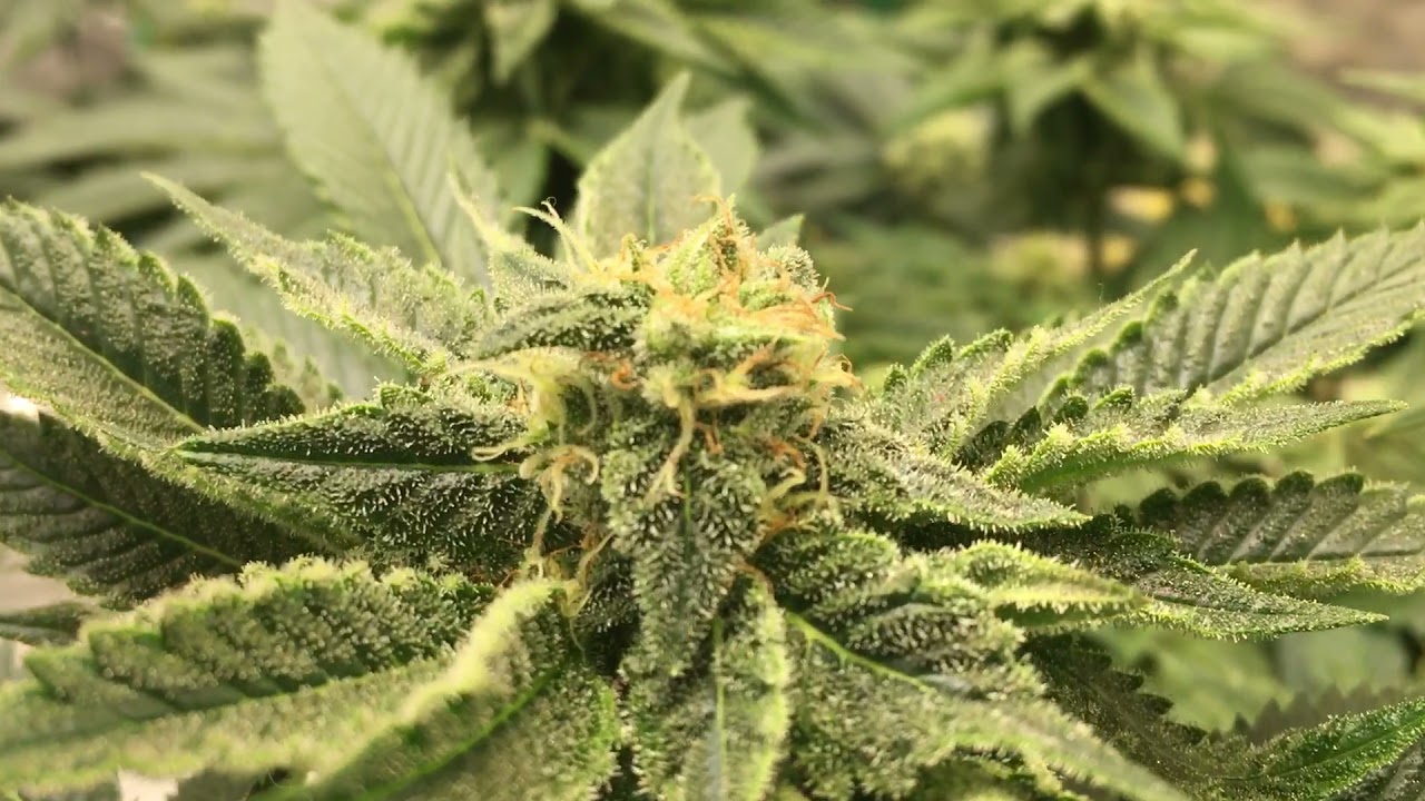 Frosty stinky weed. Day 45 flower #marshydro #massmedical #exoticgenetics