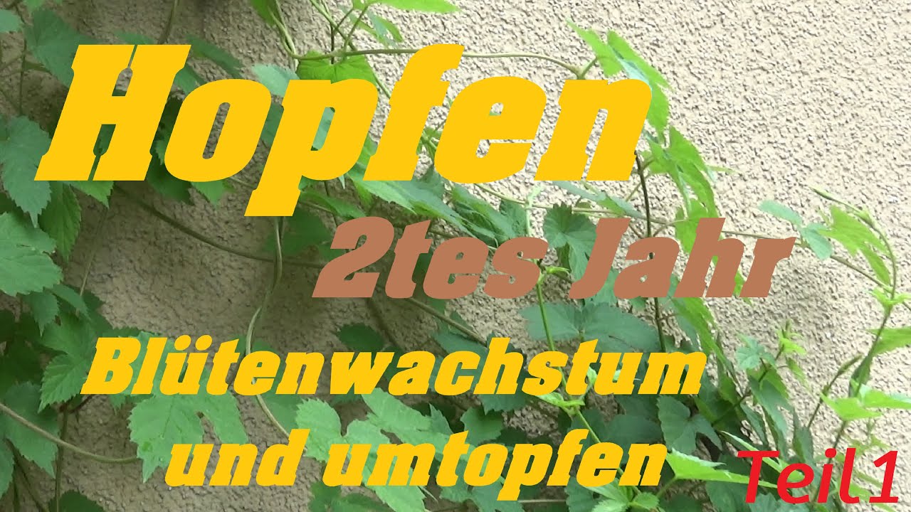 Hopfen 2.Jahr Blütenwachstum und umtopfen #plants #schweiz