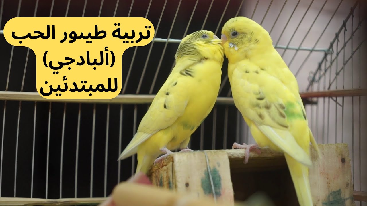 أساسيات تربية طيور الحب (البادجي) #منير_ليث