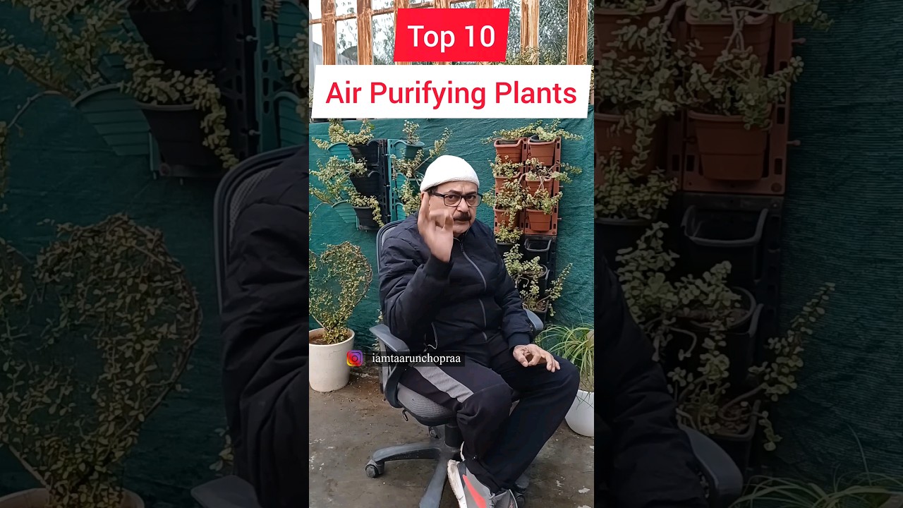 Best Indoor Plants For Home I Top 10 Air Purifying Plants 