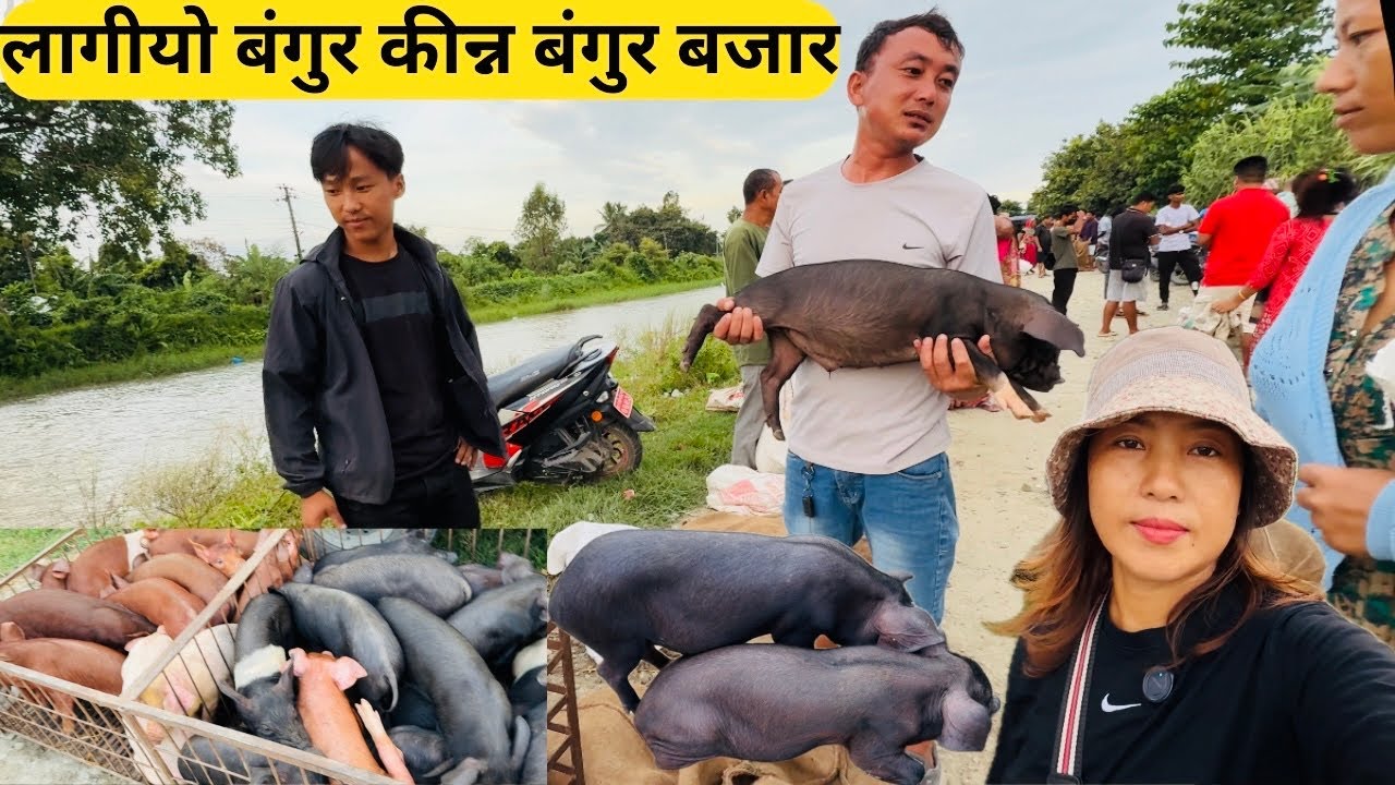 बंगुरको पाठापाठी कीन्न बंगुर बजार गइयो🐖💰BIG PIGLETS MARKET🐷हजारौं बंगुरको पाठापठी कीनबेच हुने बजार🤗