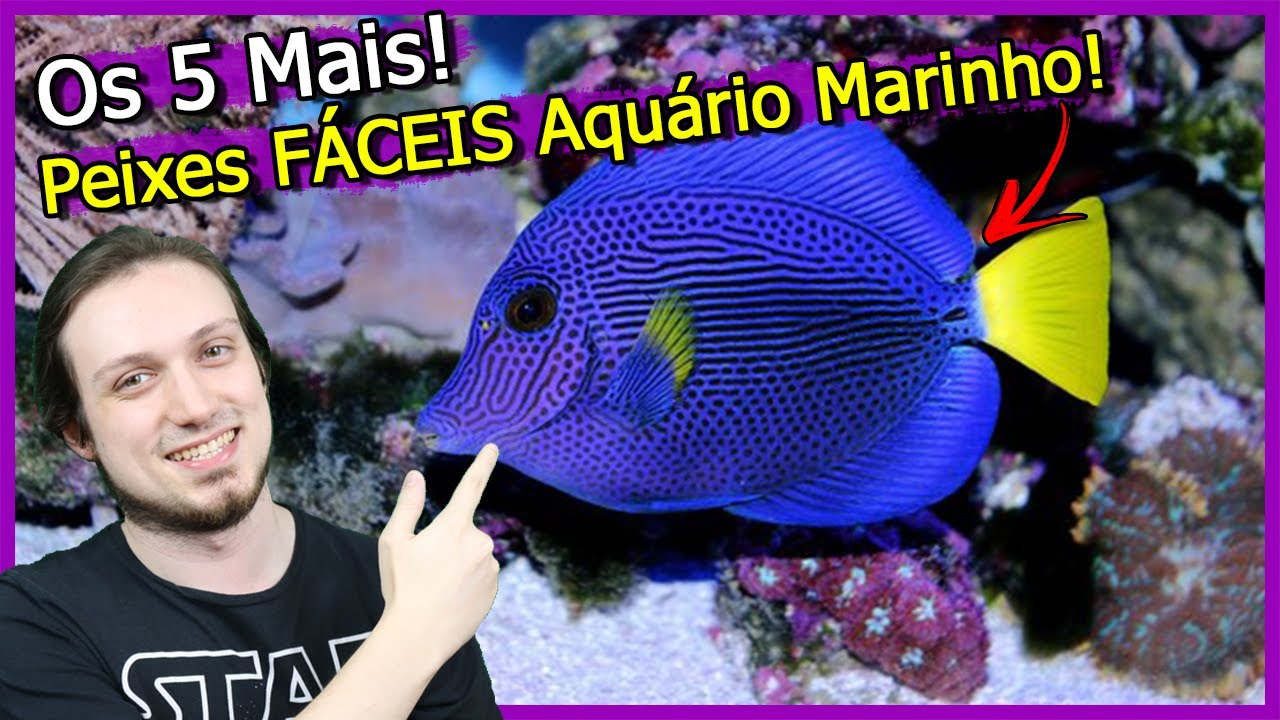 5 Peixes mais FÁCEIS para Aquário MARINHO! - Água Salgada