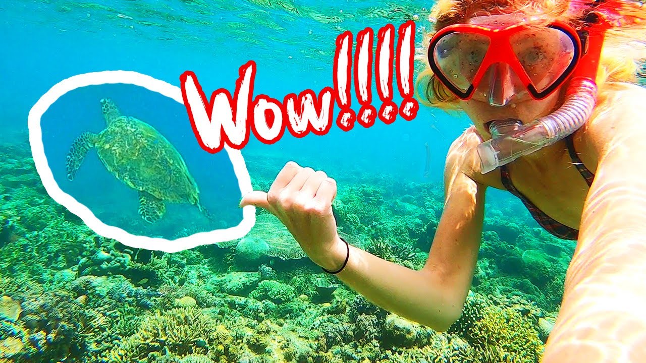 Swimming With SEA TURTLES!! Gili Air, Lombok Indonesia
