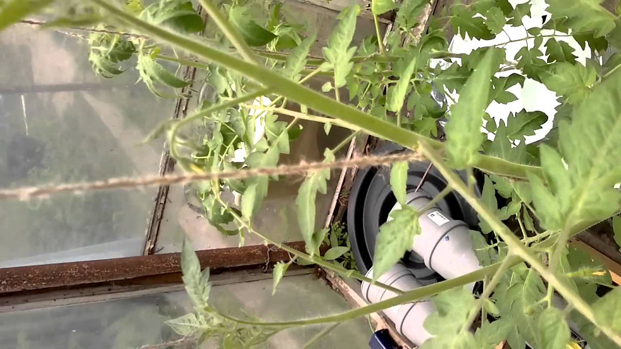 Dutch bucket and NFT Hydroponics