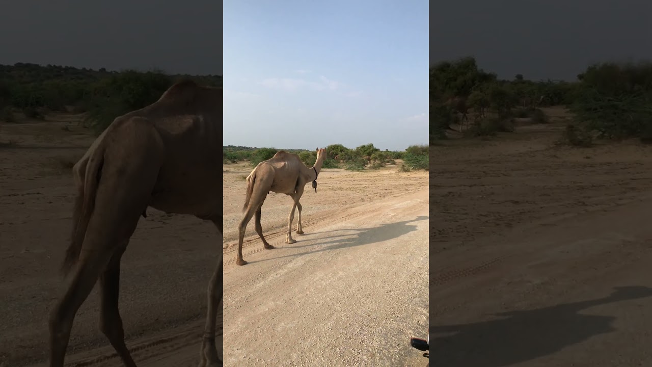Explore the beauty of thar #camel  #villagelife  #iphonevideo